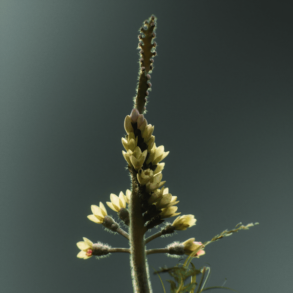 a gif of a 3D-animated fantastical flower unfurling in a yellow-and-orange helix