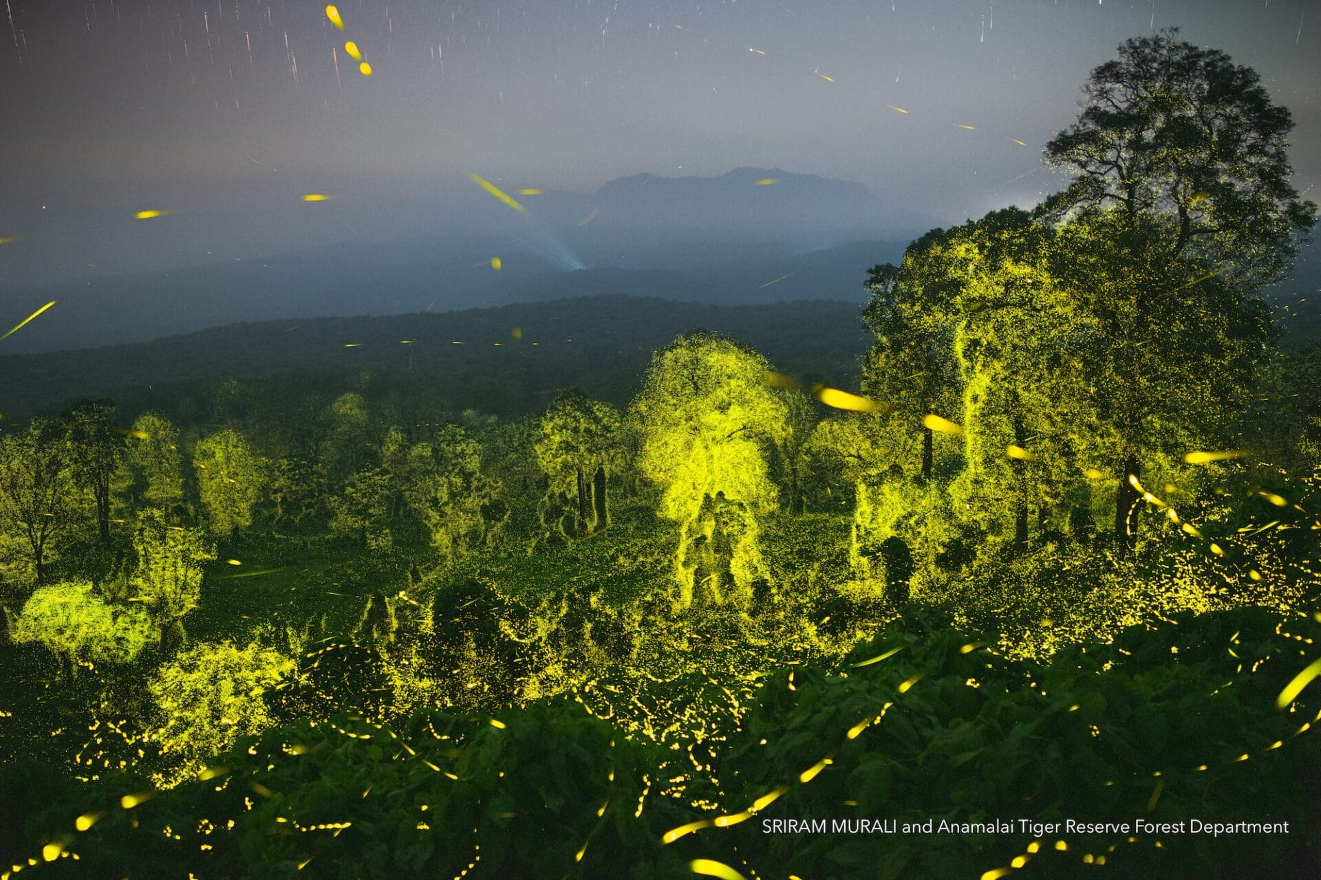 Billions of Fireflies Light Up an Indian Wildlife Reserve in Rare Footage Captured by Sriram Murali