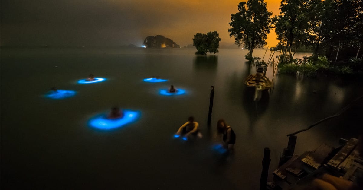 Halo Effect: Swimmers in Thailand Surrounded by Clouds of Bioluminescent Phytoplankton