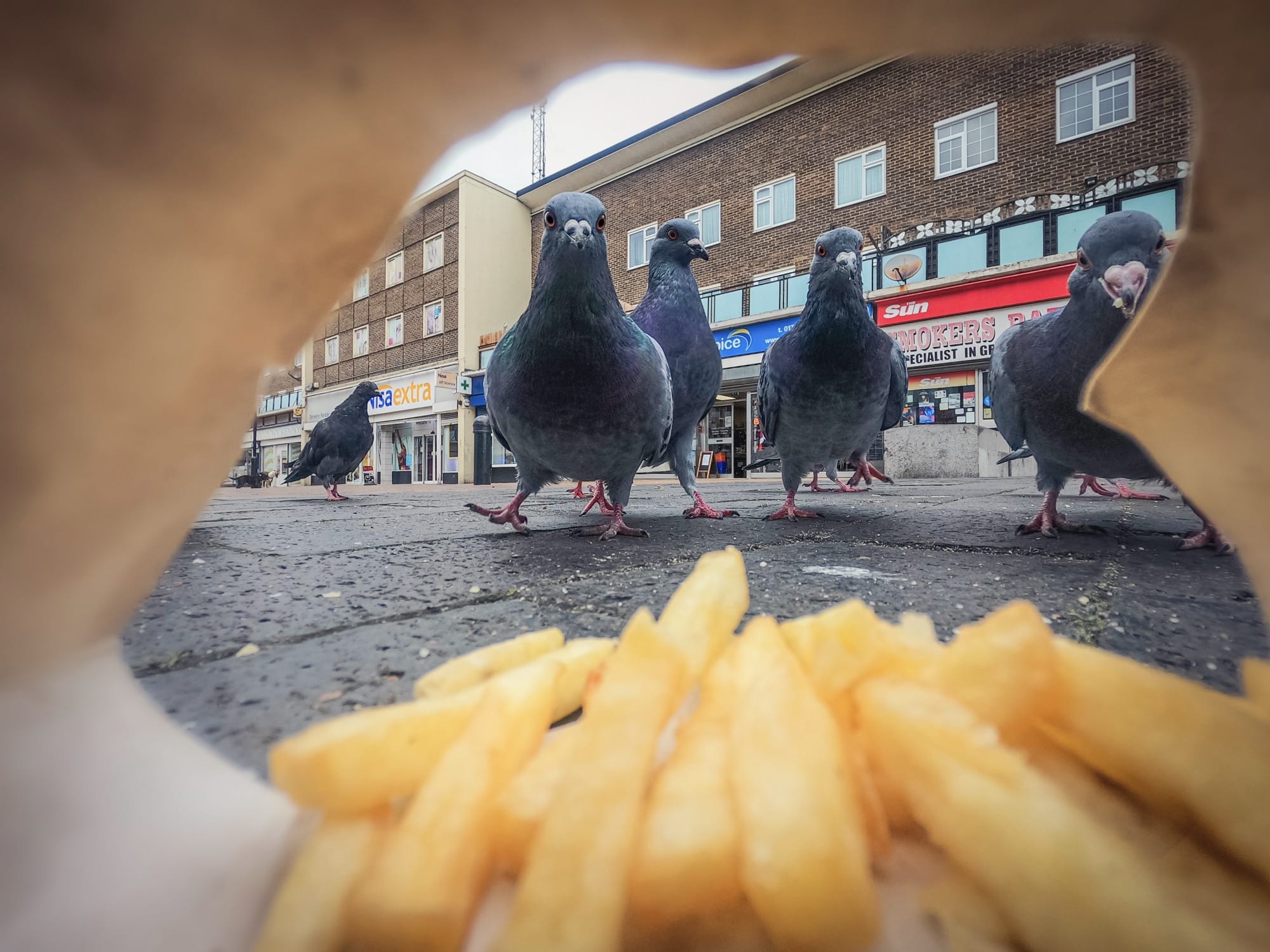 a photograph of four feral pigeons walking toward the camera, framed by a bag of French fries