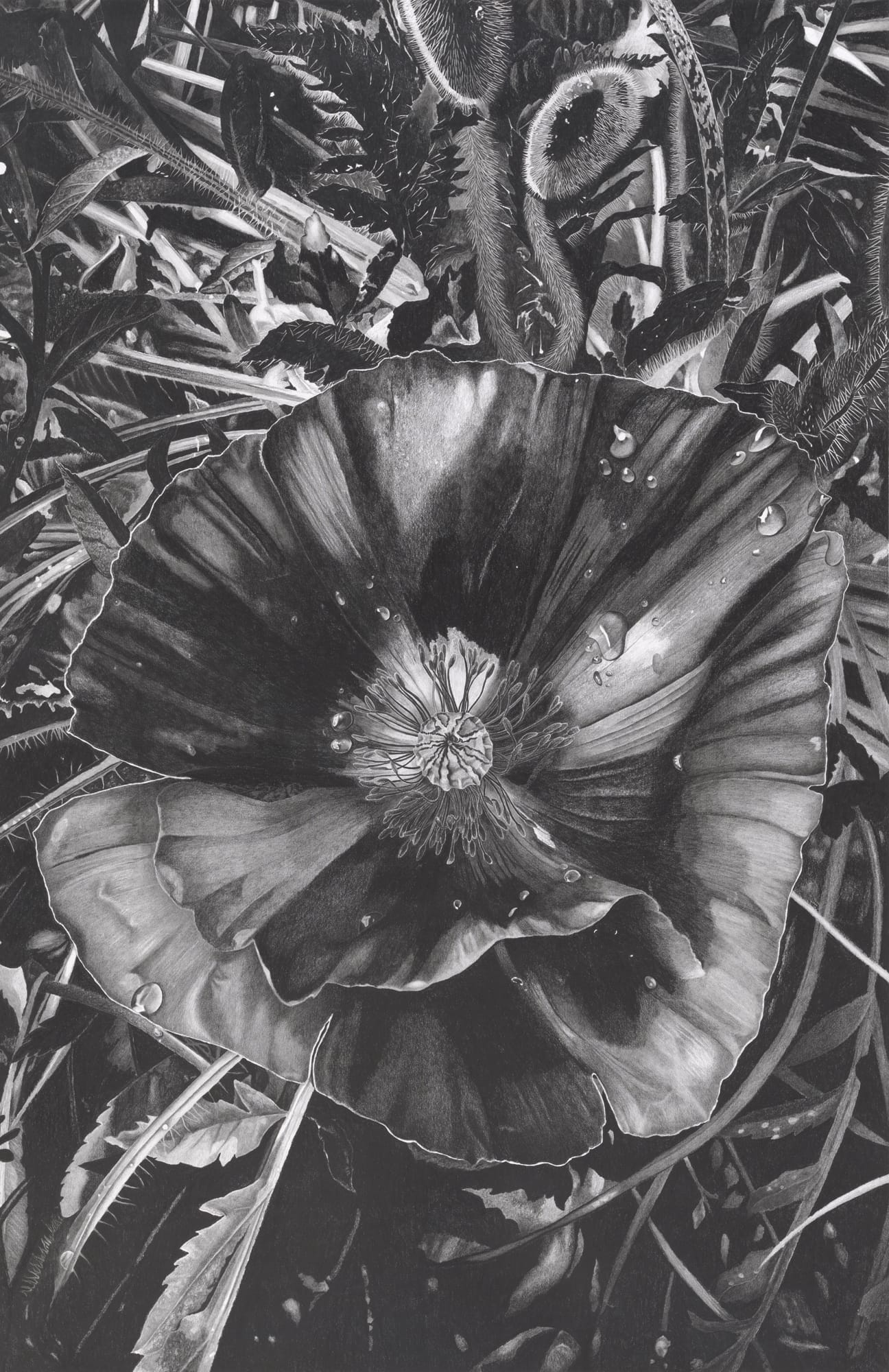 a vertical, detailed, realistic depiction of a large, dark peony in graphite