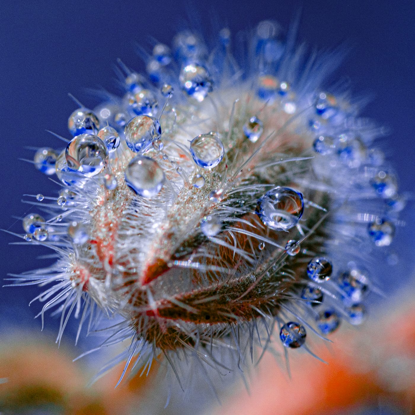 water droplets cling to spines on a vividly colored plant