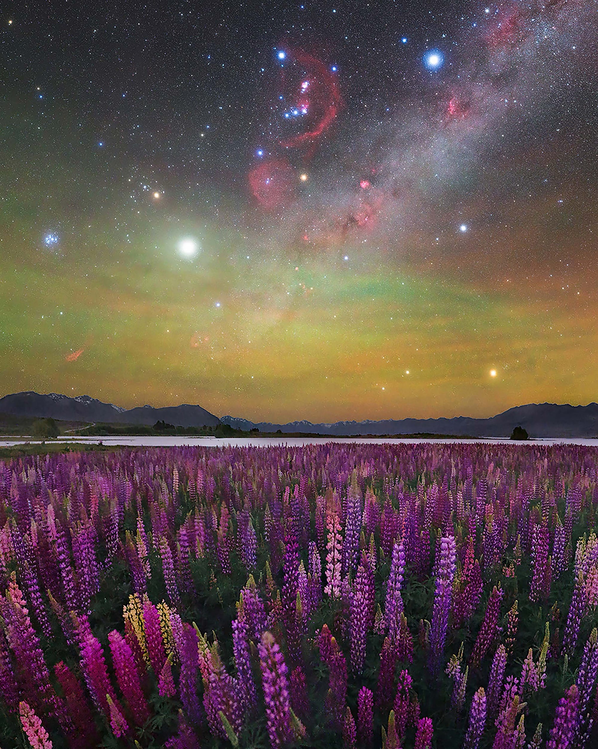 the milky way above a field of pink and purple floewrs