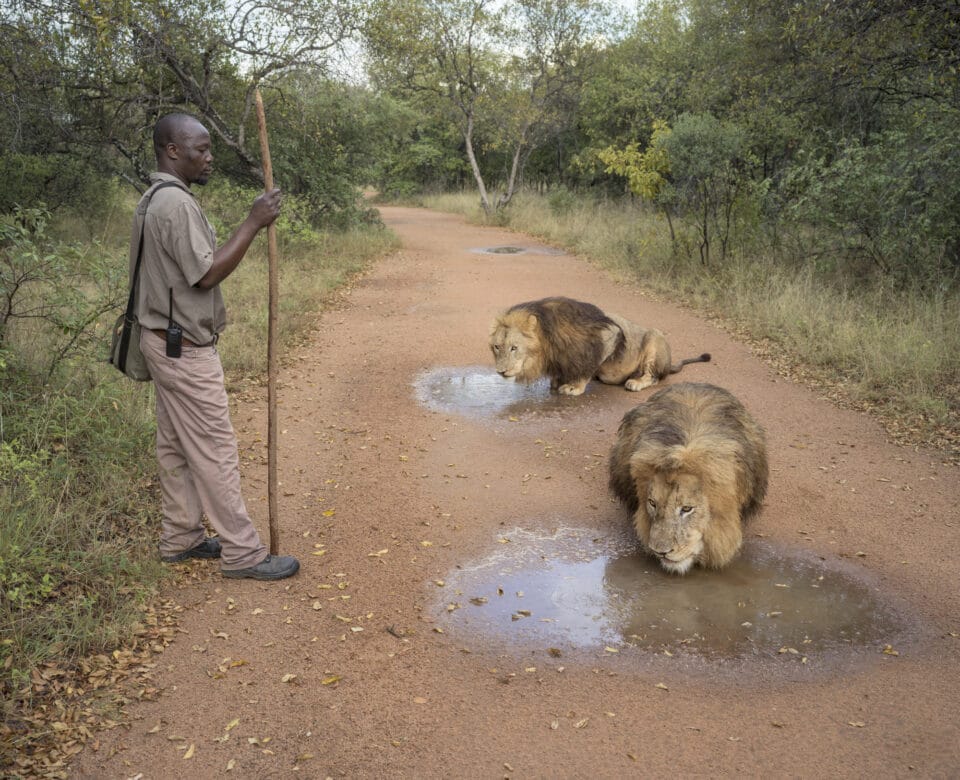 a man stands on a dirt road next to two lions that have stopped for a drink in a couple of puddles