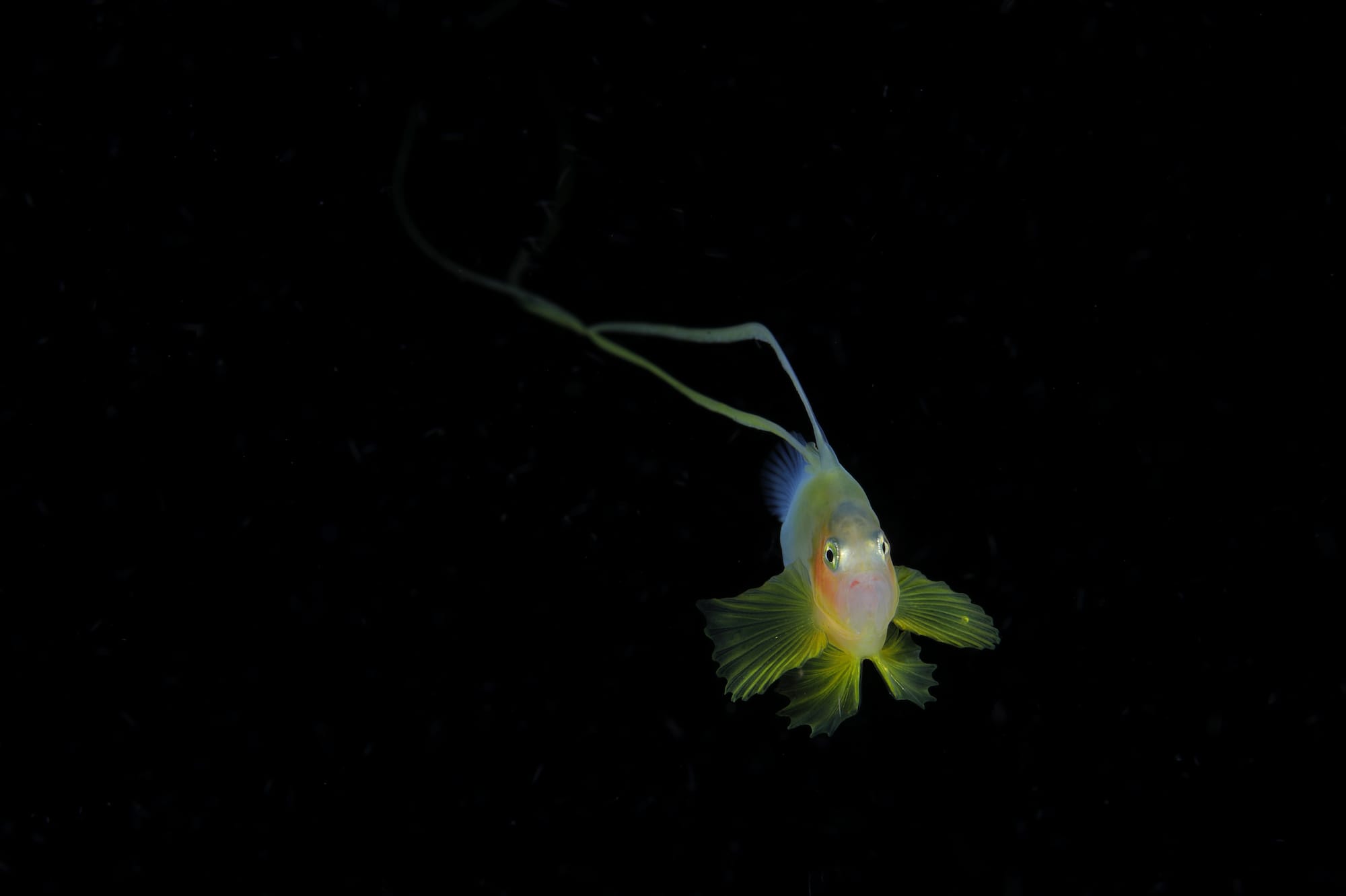 Larval Barred soapfish