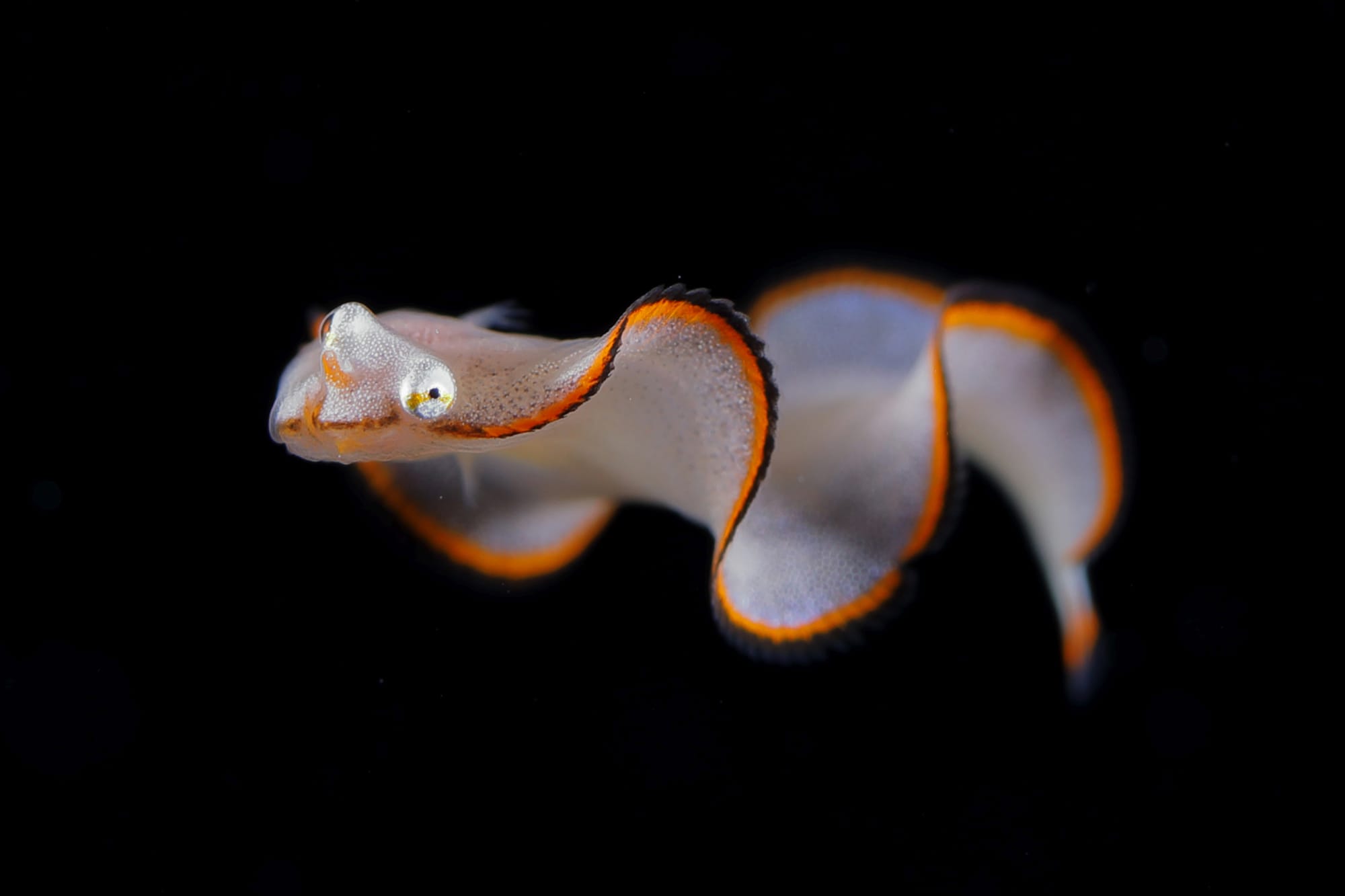 Batesian mimicry, larval fish of Soleichthys