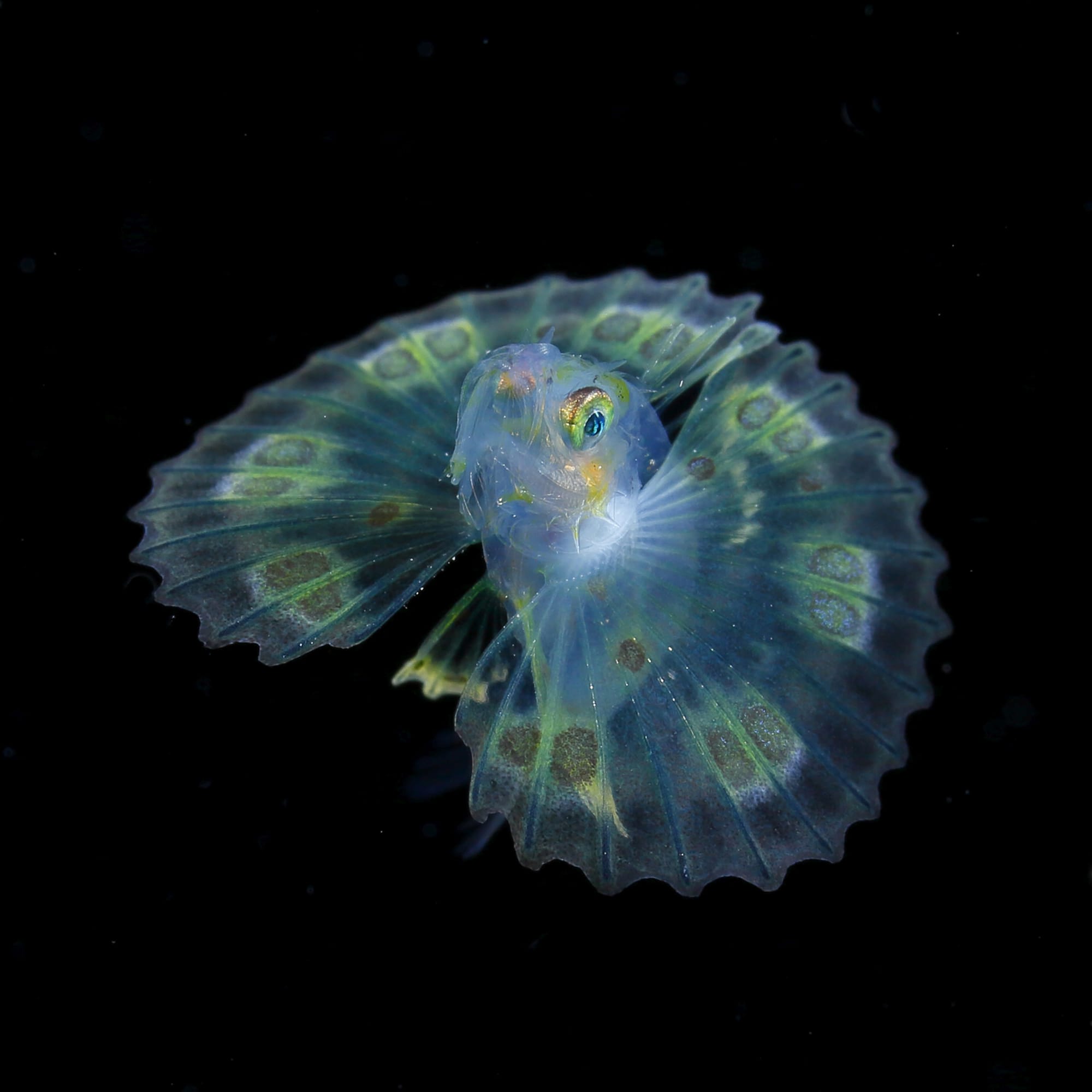 Jewels in the Night Sea: Luminous Plankton Captured in the Dark Waters off the South Coast of Japan