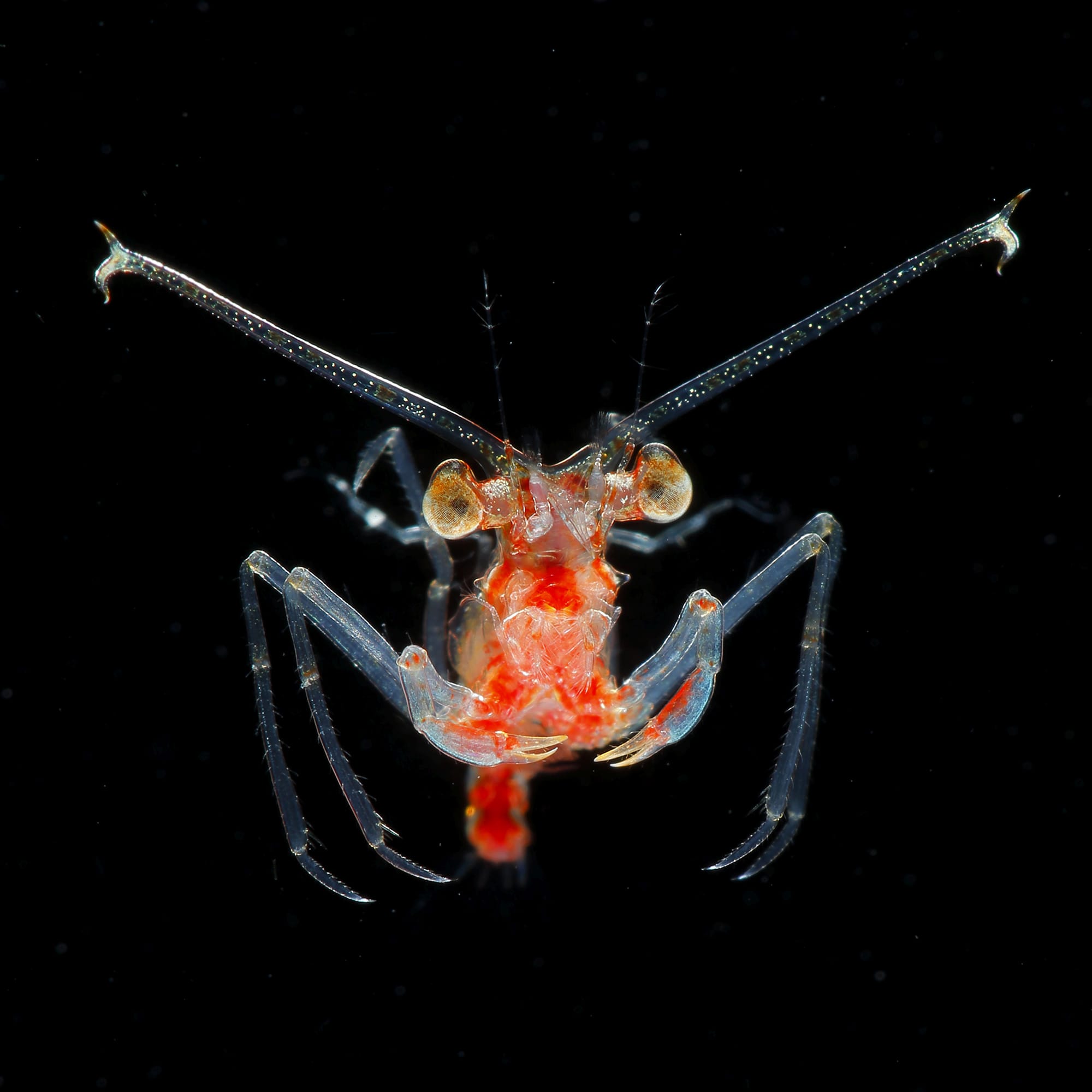 Megalopa larva of Eplumula phalangium