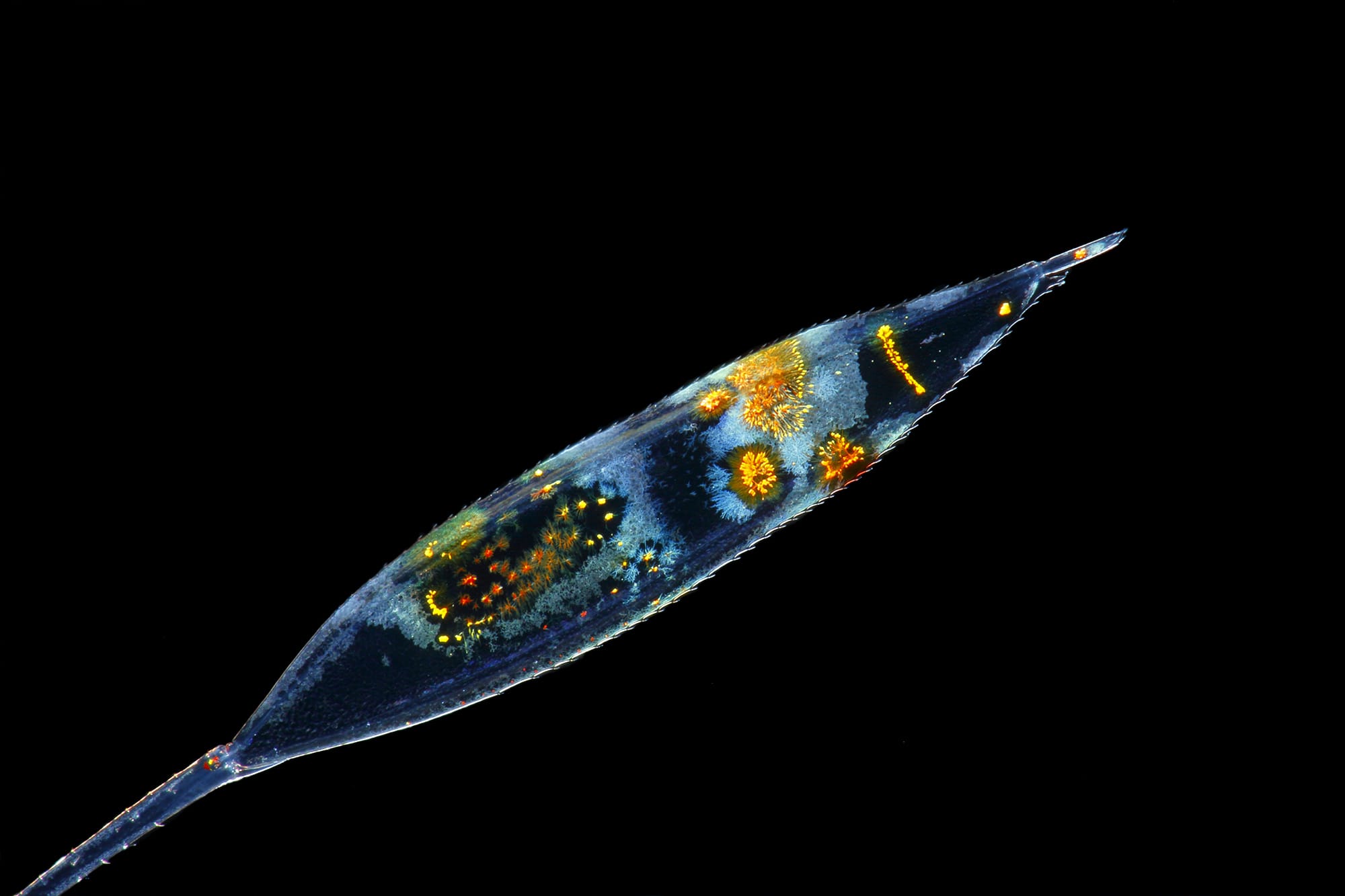 The paddle of zoea larva of Lysmata