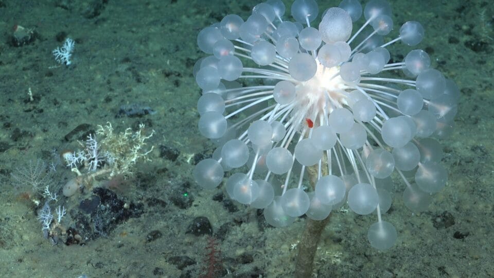 a so-called "ping-pong" sponge underwater