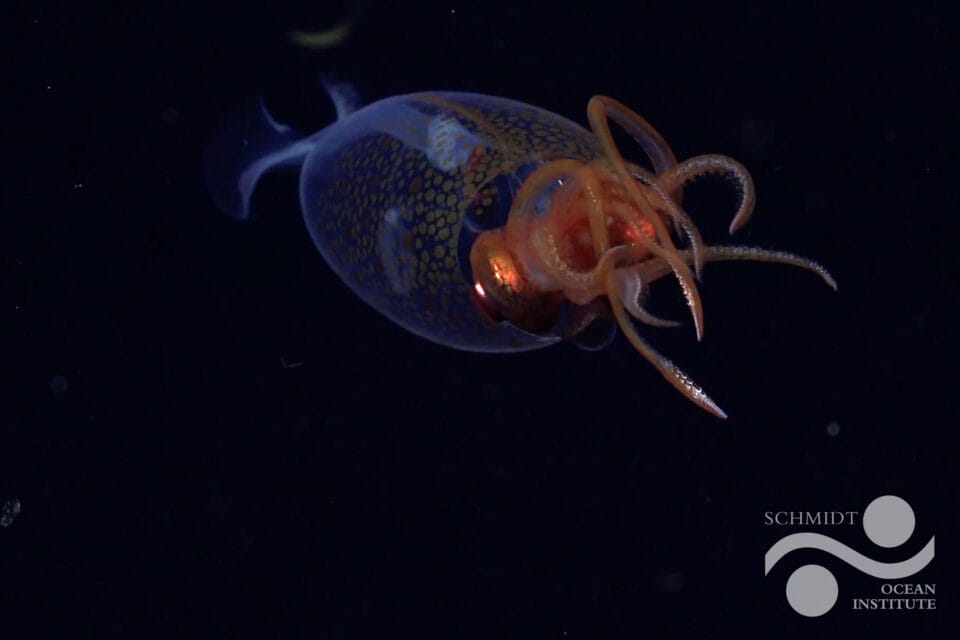 a baby colossal squid