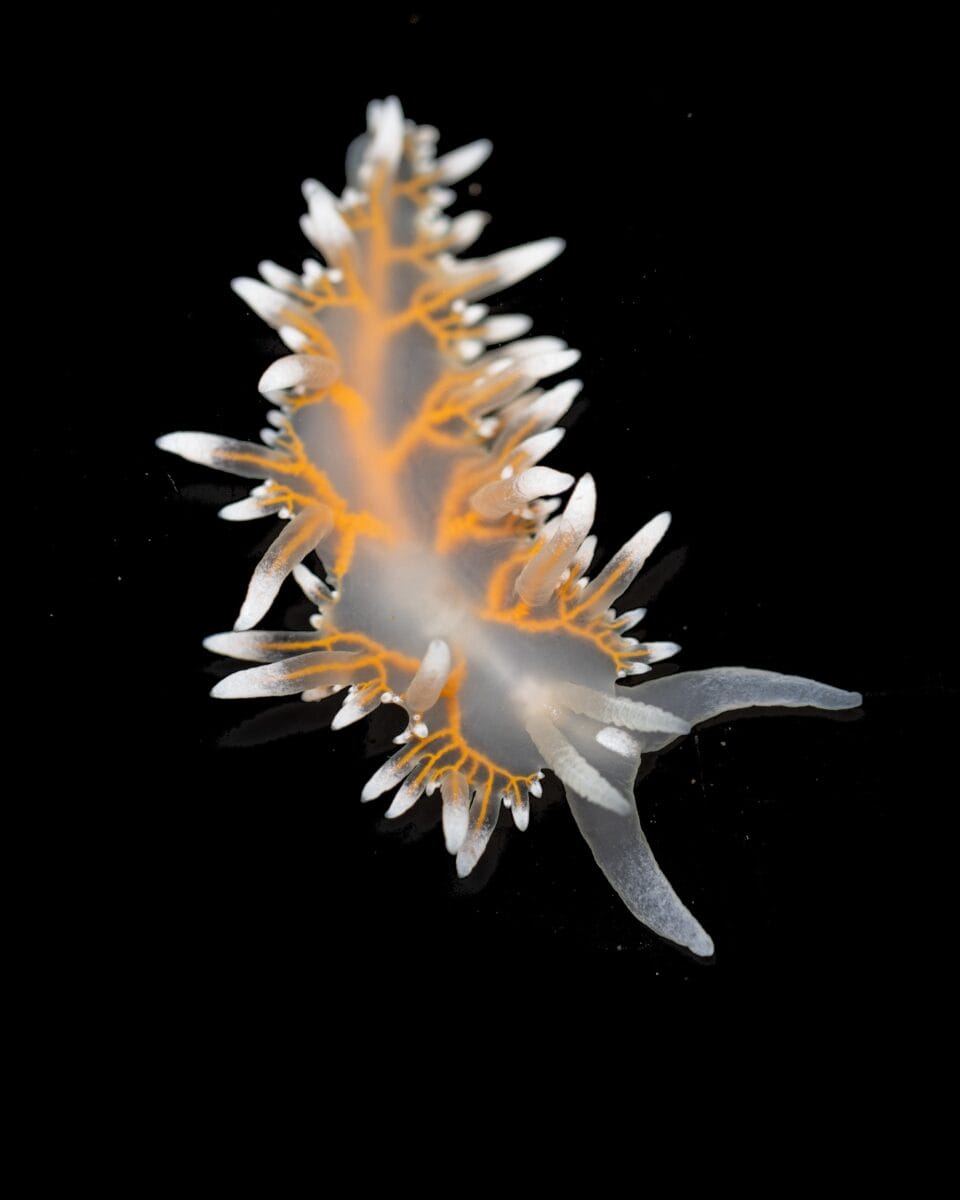 a yellow-and-white nudibranch