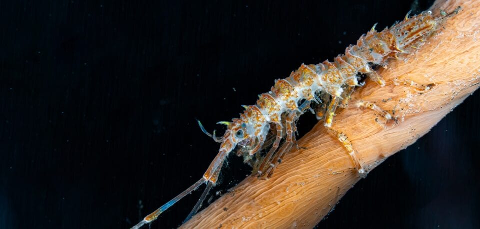 a crustacean crawling along a branch or coral of some kind