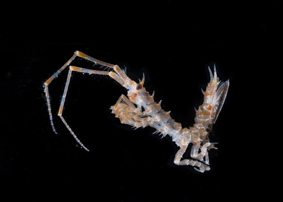 an isopod underwater against a black background