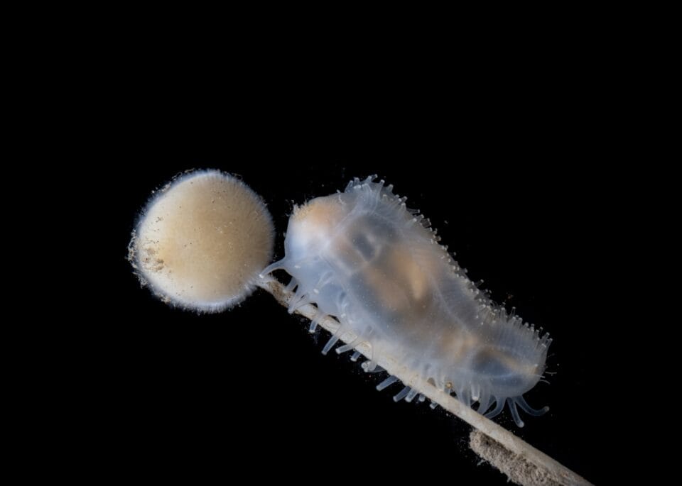 a tiny sea cucumber