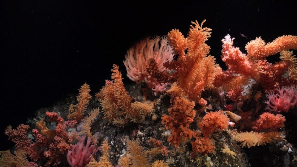 red corals underwater