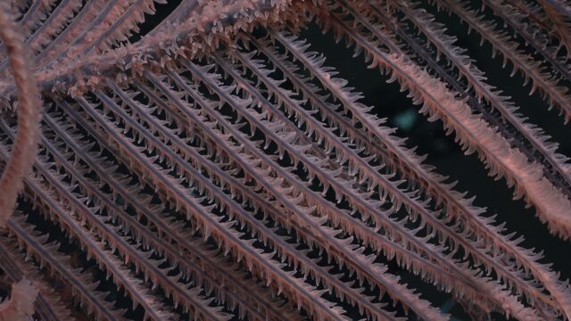 a detail of black coral fronds