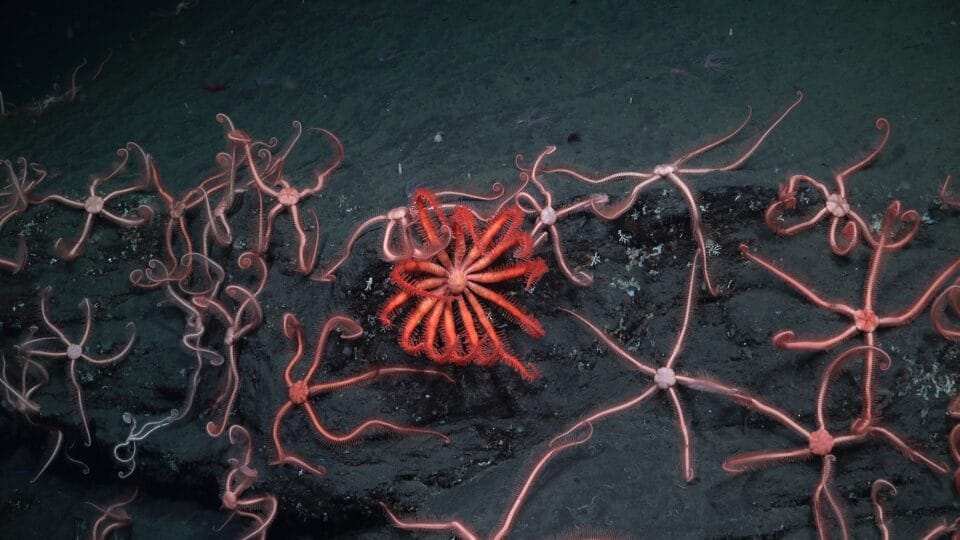 a red, deep-sea starfish