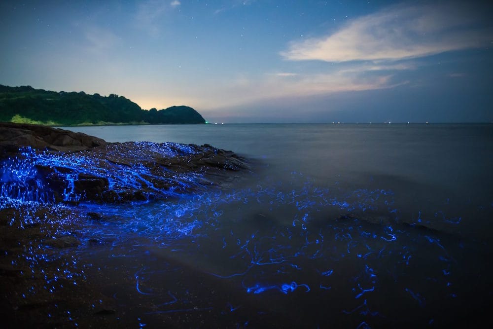 Blue Rivers of Bioluminescent Shrimp Trickle Down Oceanside Rocks in Okayama, Japan