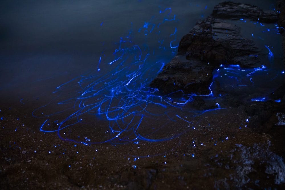 TDubPhoto_02