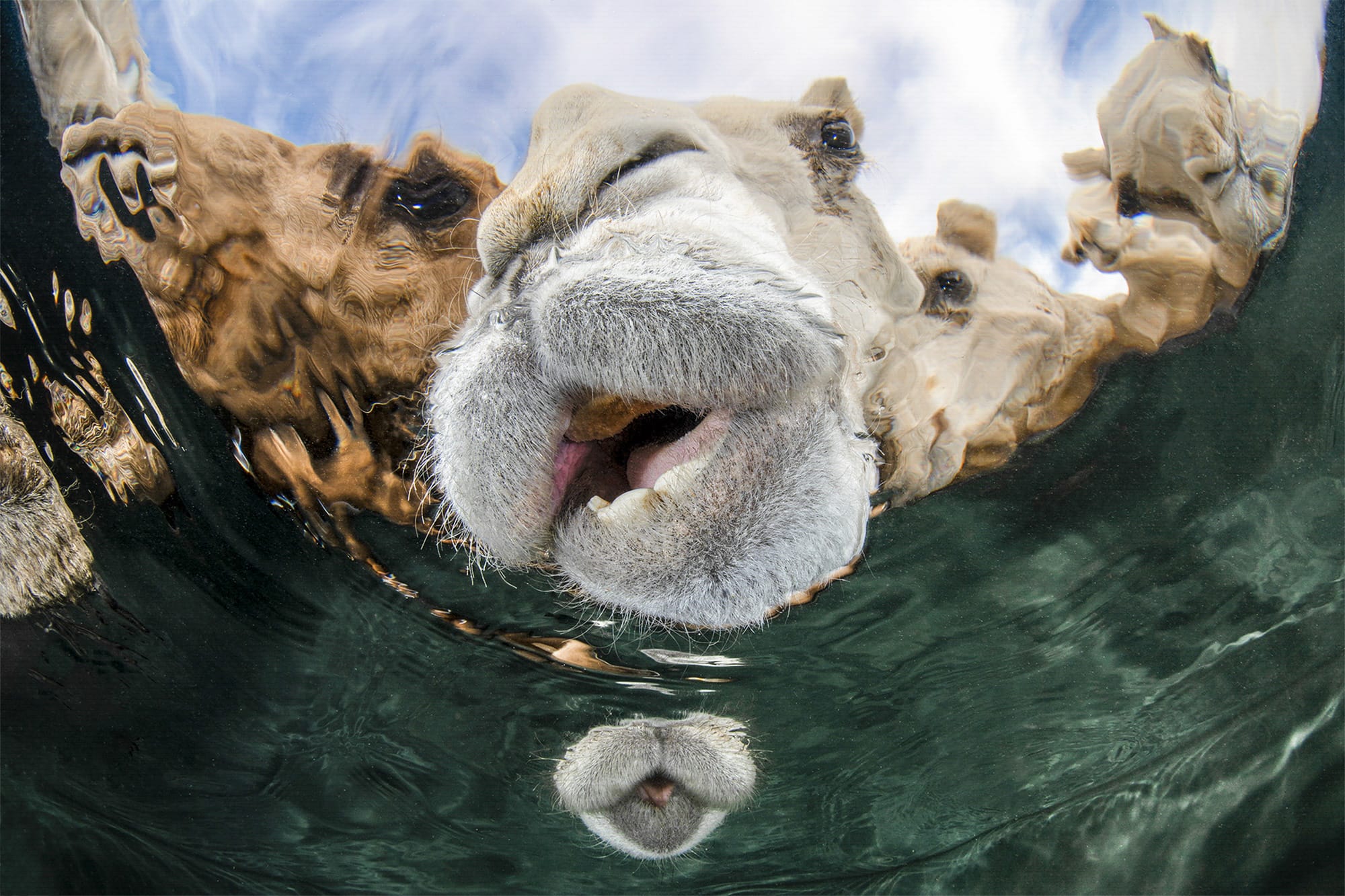 camels drinking water from an underwater perspective